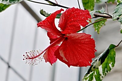 Hibiscus rosa - sinensis - ibišek - čínská růže - květ - detail